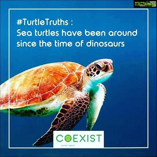 Alia Bhatt Instagram - Turtle Truth #CoExist - Gethu Cinema