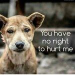 Disha Patani Instagram - #stopanimalabuse 😞😞