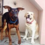 Disha Patani Instagram - Mere do anmol ratan!! They remind me of jurrasic world dinosaurs 😂 bruno as the man eater (carnivorous) alex as the plant eater (although he eats everything he sees on it's way) miss you my babyzzzz ❤️❤️😍😍 can't believe they are grown up boys now! 😊😘