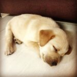 Premgi Amaren Instagram – My new pet from today Shukra 🐶