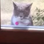Premgi Amaren Instagram - Start music 🐱🐈🕺
