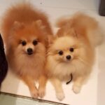 Raai Laxmi Instagram - This is how they catch my attention by behaving so cute 😍😍😍 #brats #adorable #cupcakes #myhappiness love them 😘💕