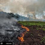 Radhika Apte Instagram - #Repost @natures with @get_repost ・・・ The Amazon Rainforest has been burning for three weeks. This is not a natural process. The lungs of the Earth are being engulfed by smoke all the while releasing MORE CO2 into the atmosphere. This forest has been a church for millions of years longer than some church in Paris and the death toll of this fire is already incalculable. Let’s stop feeding in to our anthropocentric values and start advocating for the types of things that benefit the planet we live on. Where’s the media coverage? We are running out of time. Follow @greenmatters to help!👈 ➖⁣⁣⁣⁣⁣⁣⁣⁣⁣⁣⁣⁣⁣⁣⁣⁣⁣⁣⁣⁣ Tag someone that should see this!👇⁣⁣⁣⁣⁣⁣⁣⁣⁣⁣⁣⁣⁣⁣⁣⁣⁣⁣⁣⁣ 📸 by @mohsinkazmitakespictures ➖ #brasil #amazon #instagood #earthpix #sunset #wonderful #photography #beauty #art #love #travel #nature #geography #animals #place #natgeo #discover #worldwide #explore #landscape #instagram #colorful #canada #Switzerland #cute #awesome #wildlife #world #amazing