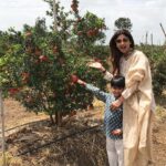 Shilpa Shetty Instagram - Guess what I found on our way to Shingnapur..A Pomegranate field laden with fruit.. so beautiful and colourful 😬#pomegranate #Organic #wishicouldgrowmyown