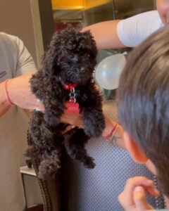 Shilpa Shetty Instagram - Introducing “TRUFFLE”  our new family member . Viaans  been begging for another pet. and I promised him ,would get him one when he’d turn 10 and can look after it.  He’s earned it a year earlier , been such a good boy . Happy birthday my darling 🎉🎉🎉❤️❤️🧿🧿
 
#truffle #birthdaypresent #love #gratitude #birthday