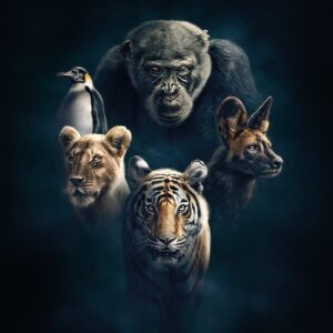 Sushant Singh Rajput Instagram - Dynasties on BBC earth is such a thorough and informative series. ❤💫
#sirdavidattenborough