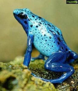 Adah Sharma Instagram - Blessed are those whose hearts can bend for they will never be broken 🤩 New year's resolution : to work on my cardiac flexibility 🙃🤓 Blue poison dart frogs are considered one of the most toxic or poisonous animals on earth ❤️❤️ , , , SWIPE at your own risk The poison from the blue poisonous frog can cause swelling , nausea and muscular paralysis . 🙆‍♀️ @snehal_uk 🧞@juhi.ali @asaga.in @kharikajai @rubansaccessories #100YearsOfAdahSharma #adahsharma #WindowWoman