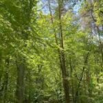 Aditi Chengappa Instagram - Take a walk with me into Tegel forest 🌲🌳 . . . #trees #ilovetrees #tegel #tegelerforst #spring #springvibes #sprüche #forestphotography #forestwalk #forestlovers #reels #naturereels #travelreels #deutschland #soothing #peaceful #meditation #prayers #berlin #berlinliebe #naturelovers #nature #naturephotography #naturevideo