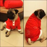 Dipika Kakar Instagram – My cuddle is super excited about his new tshirt..doesn’t he look handsome 😜😜😜