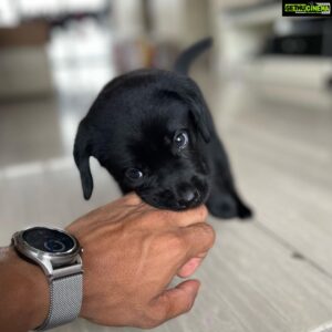 Thakur Anoop Singh Instagram - It took almost 5 years to come to terms with the reality that my Great Dane “oscar” is no more! Never thought As a family we’d be able to pour the same amount of love to another pet ever again till this happened!! 

Meet the newest addition to the family!! My son Shadow Thakur !! A gorgeous shiny black Labrador!! Show him some love! ♥️