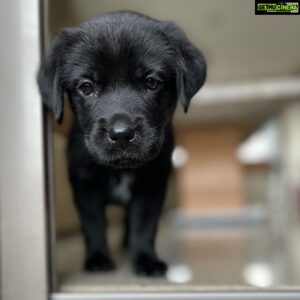 Thakur Anoop Singh Instagram - It took almost 5 years to come to terms with the reality that my Great Dane “oscar” is no more! Never thought As a family we’d be able to pour the same amount of love to another pet ever again till this happened!! 

Meet the newest addition to the family!! My son Shadow Thakur !! A gorgeous shiny black Labrador!! Show him some love! ♥️