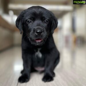 Thakur Anoop Singh Instagram - It took almost 5 years to come to terms with the reality that my Great Dane “oscar” is no more! Never thought As a family we’d be able to pour the same amount of love to another pet ever again till this happened!! 

Meet the newest addition to the family!! My son Shadow Thakur !! A gorgeous shiny black Labrador!! Show him some love! ♥️