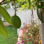 Vega Tamotia Instagram - Sunset and baby mangoes... life is good :) I think I’m used to staying at home now. #NotTooBad #Lockdown #Quarantine #Garden #Nature #LovingIt