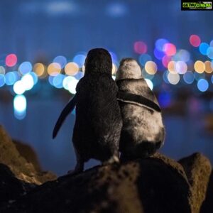 Vishakha Singh Instagram - ❤️
#repost @earthfocus with @get_repost
・・・
During times like this the truly lucky ones are those that can be with the person/people they love most. Here’s a touching story about this photo by @tobiasvisuals: I captured this moment about a year ago. These two Fairy penguins poised upon a rock overlooking the Melbourne skyline were standing there for hours, flipper in flipper, watching the sparkling lights of the skyline and ocean. A volunteer approached me and told me that the white one was an elderly lady who had lost her partner and apparently so did the younger male to the left. Since then they meet regularly comforting each other and standing together for hours watching the dancing lights of the nearby city. I spend 3 full nights with this penguin colony until I was able to get this picture. Between not being able or allowed to use any lights and the tiny penguins continuously moving, rubbing their flippers on each other’s backs and cleaning one another, it was really hard to get a shot but i got lucky during one beautiful moment.
Photo & story by @tobiasvisuals, I hope you enjoyed it as much as I did 🙏🏽 🐧 #earthfocus