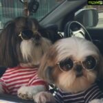 Amrita Arora Instagram - This is insanely cute ❤️❤️ #lovedogs