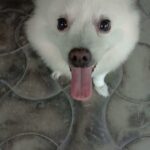 Chandra Lakshman Instagram - #chakku😍🐕