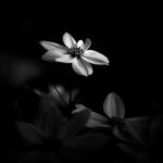 Chandra Lakshman Instagram -