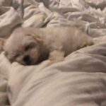 Charmy Kaur Instagram - #Sexy surely is not a fan of Monday 😂😂 #LazyBaby #Sexy #PuppyLove #bundleofjoy