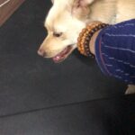 Charmy Kaur Instagram - When Darling wants a massage 😂😘 #mybaby @puriconnects #PC #WorkSpace