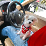 Charmy Kaur Instagram – ‪New driver on board 😂😂😘😘 #puppylove #mybaby #item ❤️‬