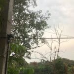 Harshika Poonacha Instagram - Worlds Best music ever 😇😇😇 #birds #birdsong #chirpingbirds #harshikapoonacha #harshika #bangalore #bangalorerains #nature