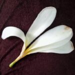 Ishika Singh Instagram - Flower beauty #flowerbeauty