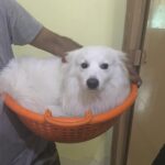 Ishika Singh Instagram - #doginabasket #doginaction #doglover #animallovers #petlovers #damroo #pawsome