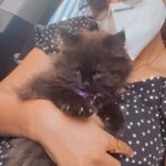 Nandita Swetha Instagram - Meet Mr.Luckz. A new life added to our family with the remembrance of #Bell. No one can replace #Bell. We love him forever n ever. Amma was totally devasted loosing him. I was panicking n I really dino how to get her back to normal. Then I found this cutie. Naughty n energetic n bought smile on our face. Thank you @ooty_divi_chocolates_official for taking initiative and helped me so much n brought this soul to our family. Thank you #ashique for giving me this. Ur whole family was awake till midnight n presented him to me. So sweet of you guys. . . #cat #luckz #siberiancat #grey #catlover #pet #naughty #animal #animallover #myenergy #bangalore #love #life #lifeline #kedi @hemanagarathna