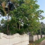 Navya Nair Instagram - വീട്ടിലെ കൊന്നമരം സാധാരണ കാലി ആവാറാണ് പതിവ് .. അപ്പോൾ തോന്നിയിരുന്നു അയ്യോ എല്ലവരും കൊണ്ടുപോയല്ലോ എന്ന് .. ഇപ്പോ ആരും പൂവ് കൊണ്ടുപോകാത്തപ്പോഴാണ് , കുട്ടികൾ ചാടിക്കയറി ഇലയടക്കം പറിച്ചോടുന്നതിലുളള സുഖം... miss u ,all the kids around ...