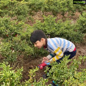 Paridhi Sharma Instagram - Magical nature!! Colourful nature!! Red chillies in green garden!! #embracenature #beapartofit #breathdeeply #feelit #walkonmud #touchthenature #naturelover #teachfuturegenerations #dancewithnature #paridhisharma