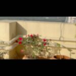 Payal Rohatgi Instagram - Gulab सूंघने के लिए होता है 🤪 To watch the whole video : https://youtu.be/anDbdOzWxbY #payalrohatgi #vocalforlocal