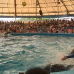 Ramya Pandian Instagram - Happened to watch an awesome #dolphinshow in #phuket ... 😍😍