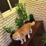Sadha Instagram - Shera welcoming new family members! 😺 #greenery 🌿🌱🌺