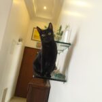 Sadha Instagram - #blackcats #blackcatsofinstagram 😸