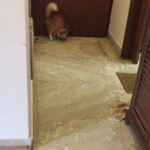 Sadha Instagram - #happy #shera #playful #catsofinstagram #instacat #instapet 😸
