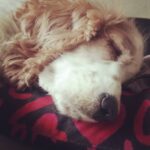 Sandra Amy Instagram - Jeni baby 😍😍😍😍#adorabledog# #the happiness who gt four legs and a kutti tail #😍😍😍😍#jennifer#