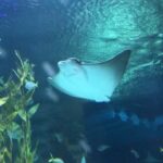 Sneha Ullal Instagram - Smiling sea life #fisharefriendsnotfood