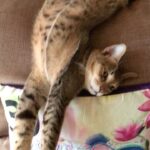 Sneha Ullal Instagram - My mad cat
