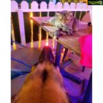 Srushti Dange Instagram - My party usually includes Fur and paws 🐾 🤷🏼‍♀️
