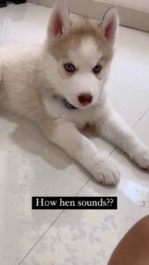 Himaja Instagram - My Cookie Saying I Love U ❤️ #husky #huskypuppy #puppiesofinstagram #dogsofinstagram #petslove #pets