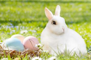 Evelyn Sharma Instagram - Have you ever wondered why there is an #Easterbunny? 🐰 And why he brings colourful eggs with him? 🥚 Tonight’s #bedtimestory might give you the answer… 🤓📚 Stay tuned for this beautiful old folk tale and first episode on @bedtimestoriesbyevelyn 💖

#bedtimestoriesbyevelyn #sweetdreams #evelynsharma #folktales #fairytales #easter #happyeaster