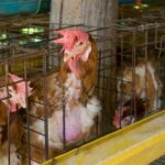 Sadha Instagram - 31.9 crore hens in India, are forced to live in barren, wire mesh cages called battery cages. Battery caged hens suffer horrendous physical illness, paralysis and untimely, painful deaths. Please be kind to these birds by signing this petition to #BanBatteryCages - change.org/BanBatteryCages" @mfa_india #liveandletlive #mercyforanimals #compassion #kindness #crueltyfree #vegan #veganforlife #veganforanimals #ethicalvegan