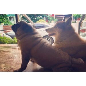 Walter Philips Instagram - Something’s just fill your heart without trying 🐾 #husky #pug #cute #weeklyfluff #dogsofinstagram #funpetloveclub #dogscorner  #pet #buzzfeed #petbox #dog #dogsandpals #mydogiscutest  #dogs #petstagram #instadog #petsagram #doglover  #instagramdogs #pup #dogoftheday #dogsitting #ilovemydog #instapuppy #dogstagram  #lovepuppies #pets  #puppies #mypets #mydog