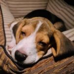 Dharsha Gupta Instagram - 🥰Joy papa valanthuta, avlo avlo kurumbu. Ava thoongarathanaala tha pic eduka mudinjuthu🥰 #beagle #puppy