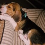 Dharsha Gupta Instagram - 🥰Joy papa valanthuta, avlo avlo kurumbu. Ava thoongarathanaala tha pic eduka mudinjuthu🥰 #beagle #puppy