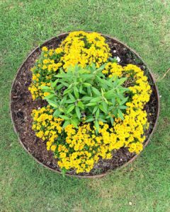 Evelyn Sharma Instagram - Autumn 🍂 doesn’t look so bad with my beautiful sun circle… 🤩 drawing on the energy of the sun 🌞 with these gorgeous yellow blooms in the gloomy autumn time really brightens the mood! 👩🏻‍🌾✨ #gardenmagic #australia #autumnvibes