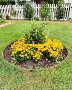 Evelyn Sharma Instagram - Autumn 🍂 doesn’t look so bad with my beautiful sun circle… 🤩 drawing on the energy of the sun 🌞 with these gorgeous yellow blooms in the gloomy autumn time really brightens the mood! 👩🏻‍🌾✨ #gardenmagic #australia #autumnvibes