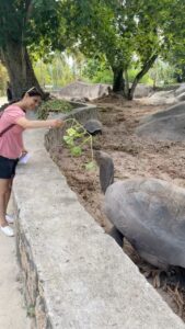 Ashwathy Warrier Instagram - Bonding with these cuties at Praslin Islands 🐢. #turtles #praslin #island #travel #new #experience #feeding #cute #tourism #tourist #holiday #travelblogger #travelgram #wanderlust