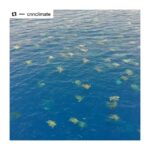 Bhumi Pednekar Instagram - Connecting with nature gives you a sense of compassion and love... It makes you humble,humane and sensitive... It makes you empathetic and inclusive of all... It ignites a sense of purpose,to protect and preserve... #climatewarrior @cnnclimate with @make_repost ・・・ Drone footage shows the largest remaining breeding ground for green turtles in the world. The video revealed up to 64,000 turtles swimming around Australia's Great Barrier Reef during nesting season. The creatures are under threat due to hunting, overharvesting of their eggs, loss of beach nesting sites and becoming trapped in fishing apparatus.