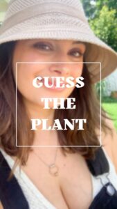 Evelyn Sharma Instagram - Have you ever tried the delicious purple leaves of this plant? What did it taste like to you? I tasted berries and lemon flavours! 😍🤤 It’s easy to grow indoors and perfect to decorate your desserts! 🦋🍦 GUESS THE NAME OF THE PLANT IN THE COMMENTS 🤓